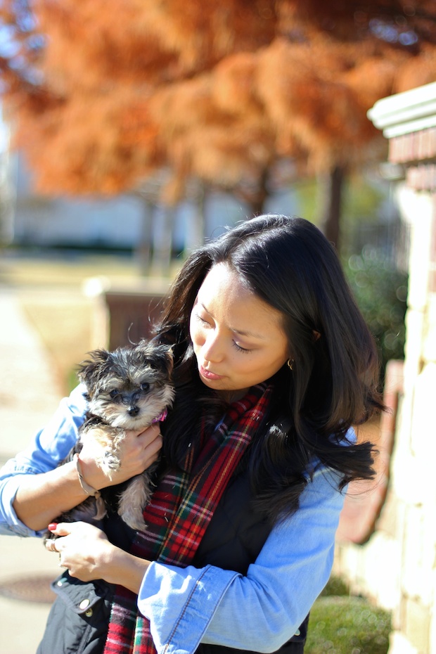 jcrew style, plaid scarf, jcrew quilted vest, chambray shirt, holiday style, casual fall style, yorkie dogs