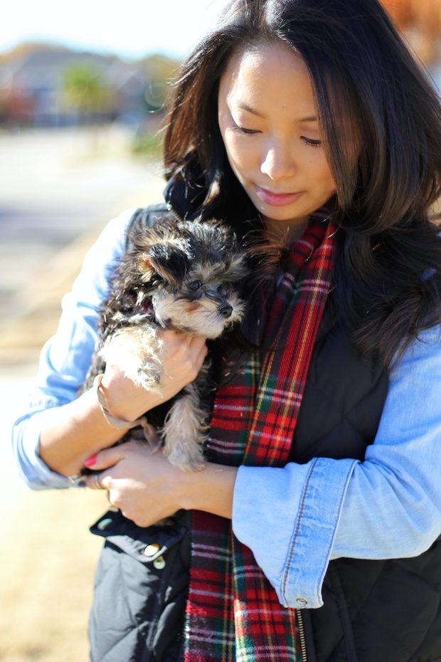 jcrew style, plaid scarf, jcrew quilted vest, chambray shirt, holiday style, casual fall style, yorkie dogs