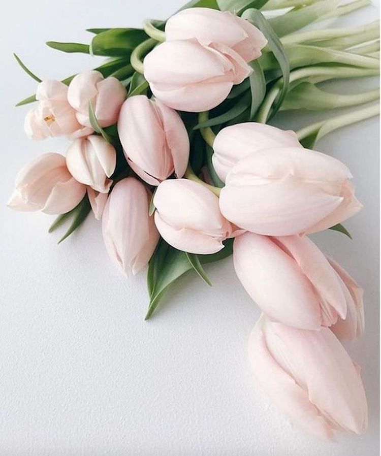 valentine's day ideas, tulips